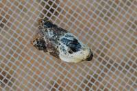Acleris variegana