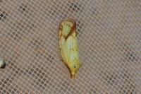 Agapeta hamana