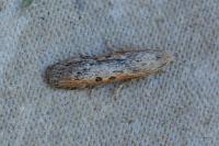 Aphomia sociella