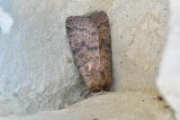 Hoplodrina octogenaria