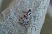 Eudonia delunella