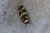 Oegoconia caradjai