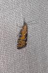 Glyphipterix bergstraesserella