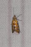 Glyphipterix bergstraesserella