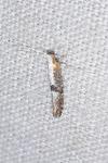 Argyresthia spinosella