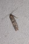 Blastobasis phycidella