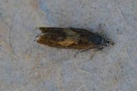 Dichrorampha