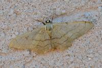Idaea aversata