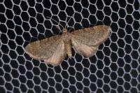 Eupithecia plumbeolata