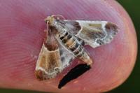 Pyralis farinalis