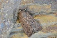 Amphipyra tragopoginis