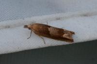 Eucosma conterminana
