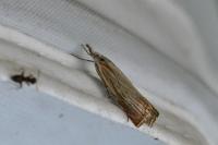 Chrysoteuchia culmella