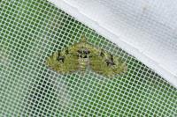 Chloroclystis v-ata