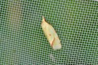 Agapeta hamana