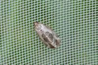 Elaphria venustula