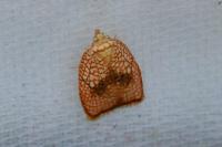 Acleris forsskaleana