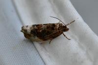 Hedya nubiferana