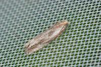 Eucosma cana