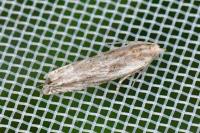 Eucosma cana