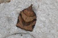 Pandemis dumetana