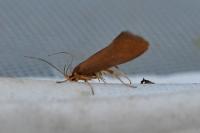 Crassa unitella