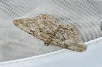 Peribatodes rhomboidaria rhomboidaria