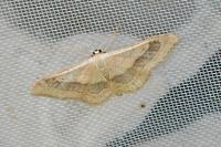 Idaea aversata