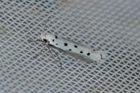 Ethmia terminella