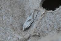 Eucosma metzneriana