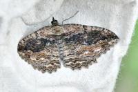 Philereme transversata