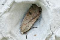 Noctua pronuba