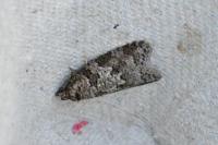 Cnephasia
