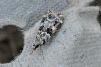 Eudonia delunella