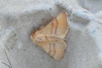 Malacosoma neustria