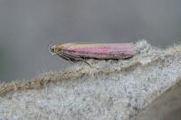 Oncocera semirubella