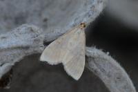 Ostrinia nubilalis