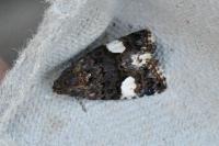 Tyta luctuosa