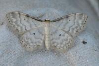 Idaea fuscovenosa