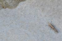Plutella xylostella