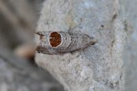 Notocelia uddmanniana