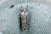 Axylia putris