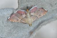 Endotricha flammealis