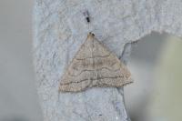 Herminia tarsicrinalis