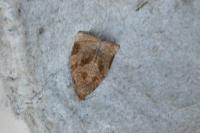 Archips rosana