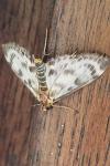 Anania hortulata