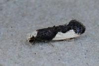 Monopis monachella