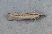 Agriphila