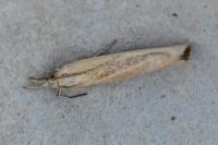 Agriphila