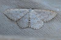 Scopula marginepunctata